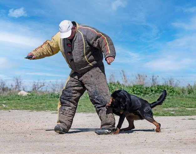 Training of rottweiler