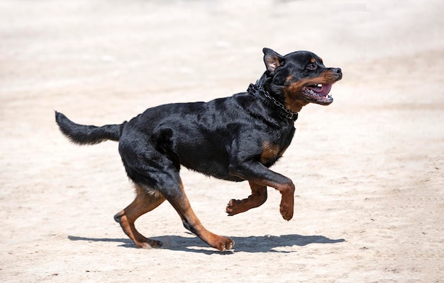 Training of rottweiler