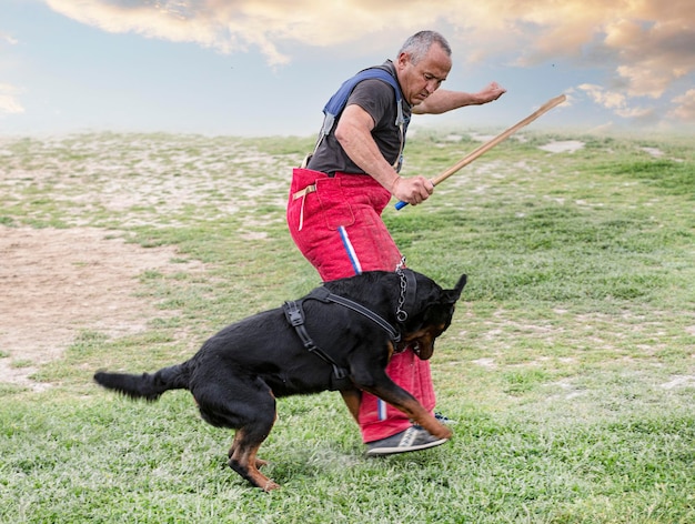 Training of rottweiler