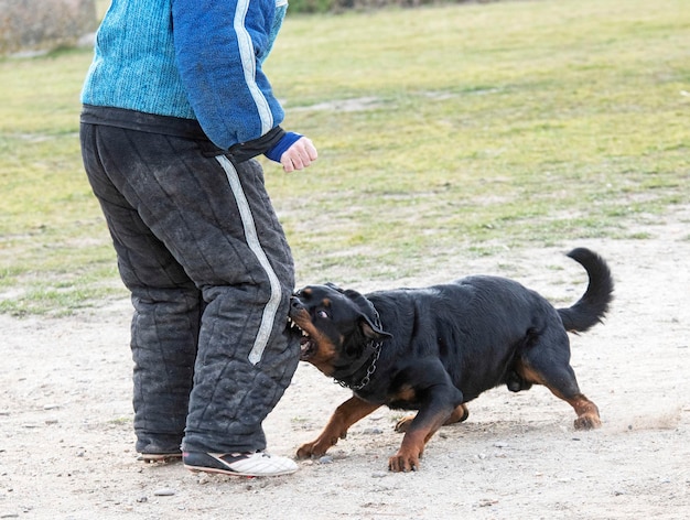 Training of rottweiler