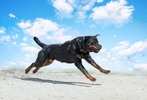 Training of rottweiler