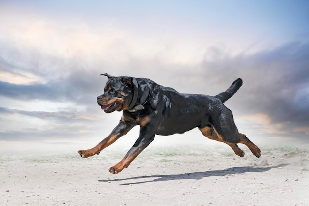 Training of rottweiler