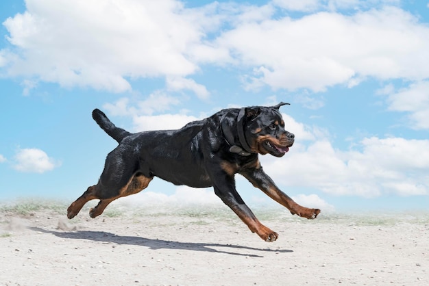 Training of rottweiler