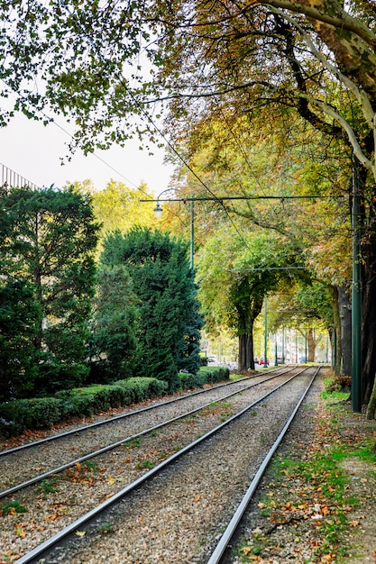 Tram rails in a beautiful green park with dense vegetation.