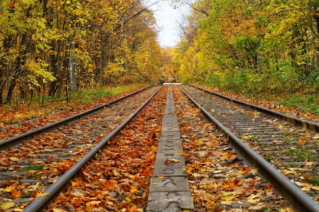 Tram tracks in the autumn forest Electric urban transport in Moscow Russia