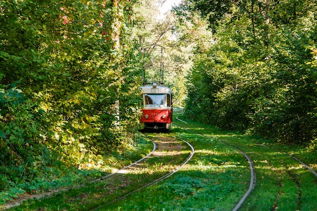 Tram and tram rails in colorful forest