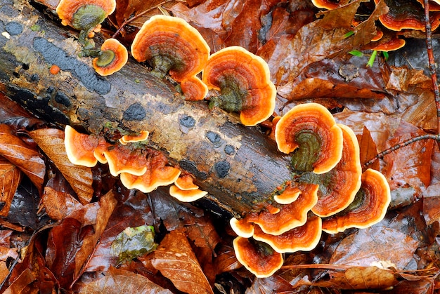 Trametes versicolor, a beautiful fungus that grows on dead wood