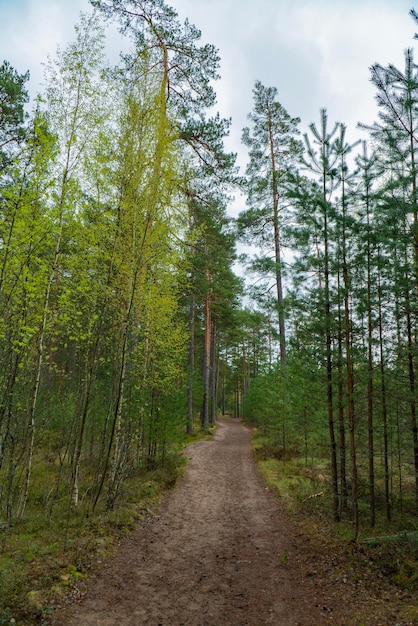 A tranquil dirt pathway winds through a serene pine forest surrounded by tall trees and lush green