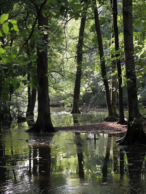 Tranquil Forest Reflection Serene Waterway in Lush Greenery