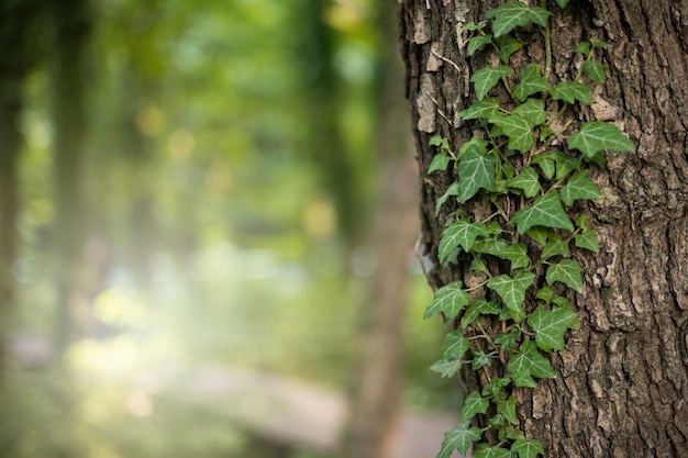 Tranquil natural background with ivy growing on a tree trunk in summer nature