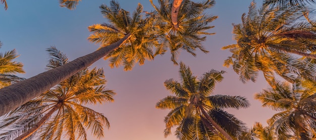 Tranquil nature pattern, palm trees with sunset sky. Romantic, relaxing natural scenic, tropics