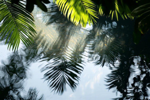 Photo a tranquil reflection of palm leaves on still water creating a serene and peaceful natural scene