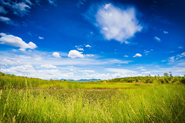 Tranquil scene of green field and blue sky