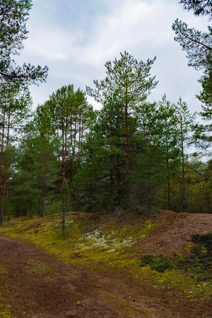 A tranquil scene of a pine forest with lush green moss covering the ground captured under a cloudy