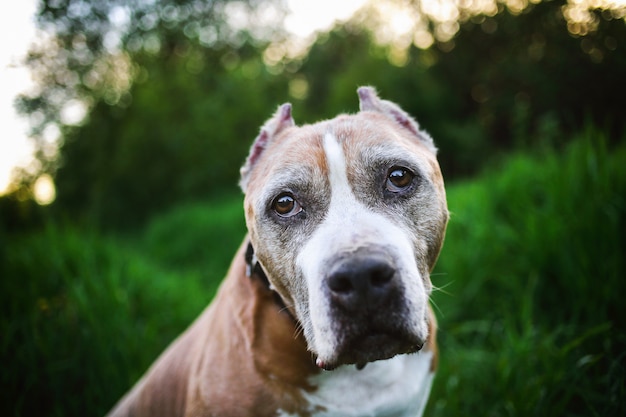 Tranquil Staffordshire Bull Terrier among green plants at nature