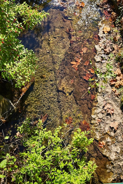 Tranquil Stream with Aquatic Plants and Red Berries France Park Falls