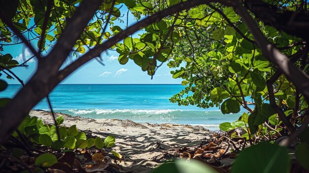 Tranquil Tropical Beach Paradise View Through Lush Greenery