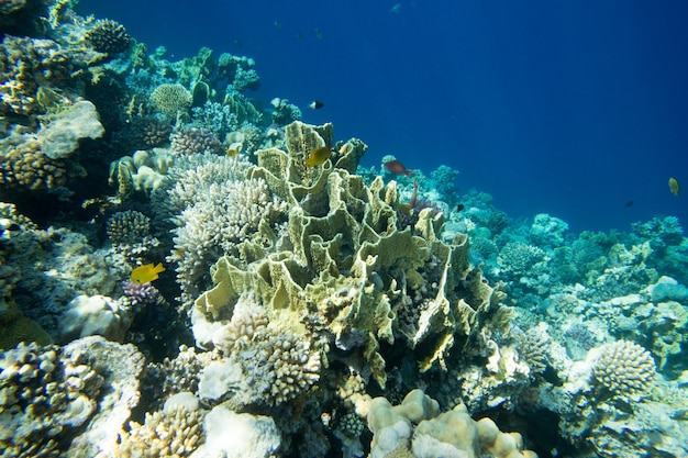 Tranquil underwater background