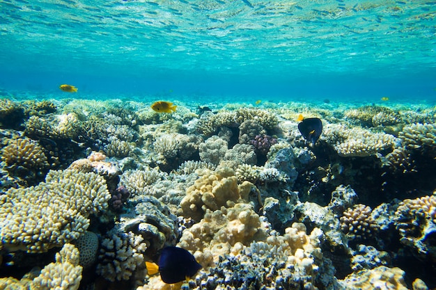 Tranquil underwater scene with copy space