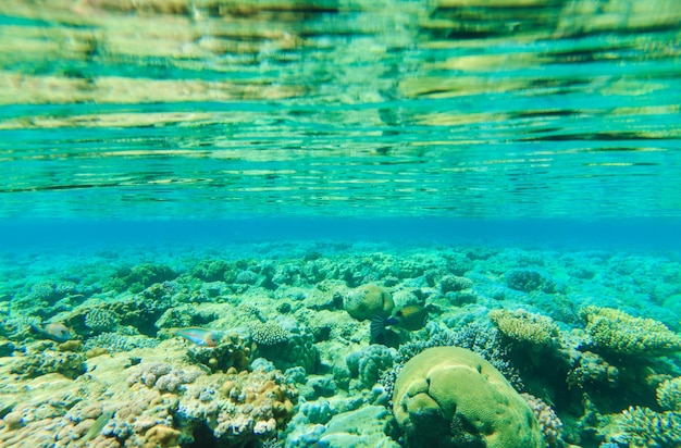 Tranquil underwater