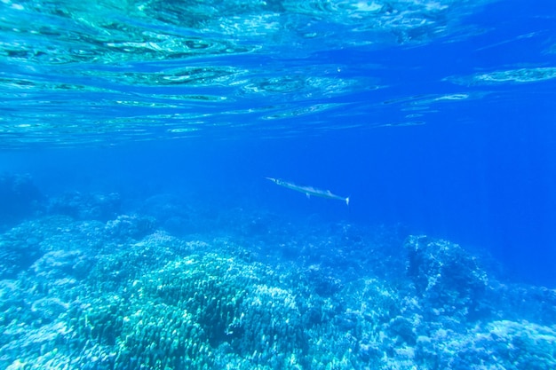 Tranquil underwater