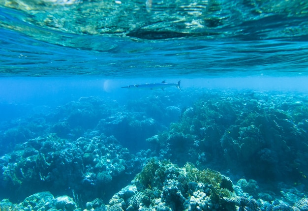 Tranquil underwater