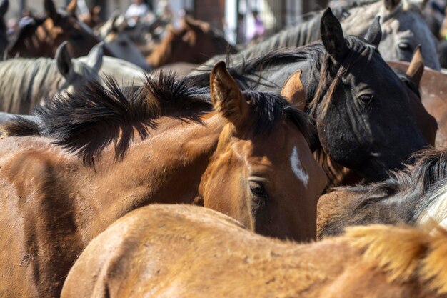 Transfer of mares is a livestock event in El Rocio Huelva Spain In Spanish called Saca de Yeguas