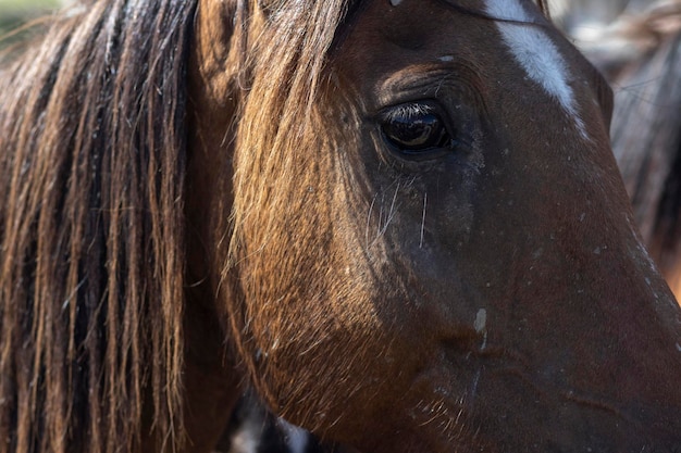 Transfer of mares is a livestock event in El Rocio Huelva Spain In Spanish called Saca de Yeguas