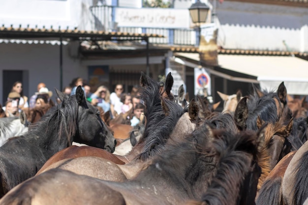 Transfer of mares is a livestock event in El Rocio Huelva Spain In Spanish called Saca de Yeguas