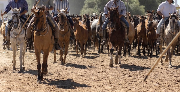 Transfer of mares is a livestock event in El Rocio Huelva In Spanish called Saca De Yeguas