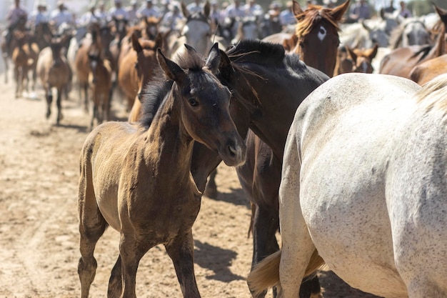 Transfer of mares is a livestock event in El Rocio Huelva In Spanish called Saca De Yeguas