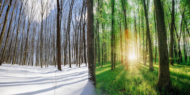 Transitional season in the forest from winter to summer spring