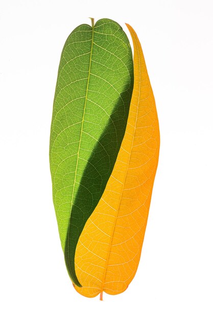 Translucent orange and green plant Leaves on white backgrounds Ecology concept