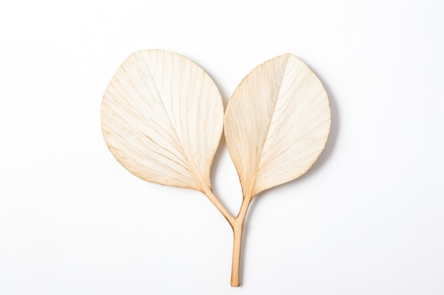 Translucent Skeleton Leaves on White Background