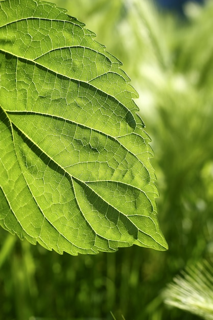 Transparency mulberry leaf green nature macro