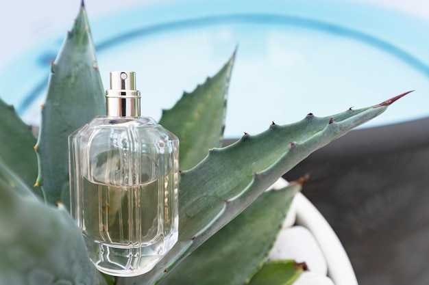 A transparent bottle womens or mens perfume with white stones and a tropical plant .Summer concept