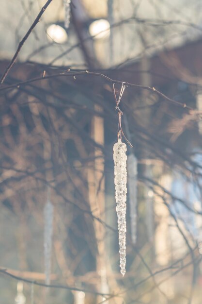 Photo transparent icicle hanging on tree branch christmas decoration toned