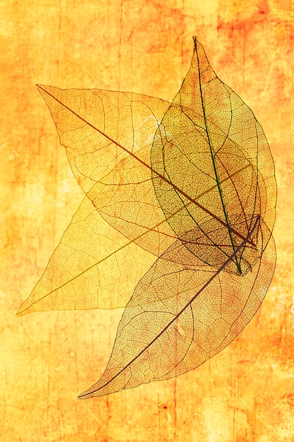 Transparent leaves with orange and yellow