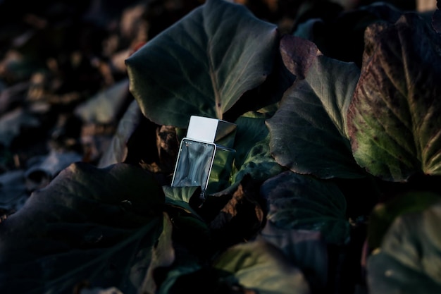 Transparent perfume bottle