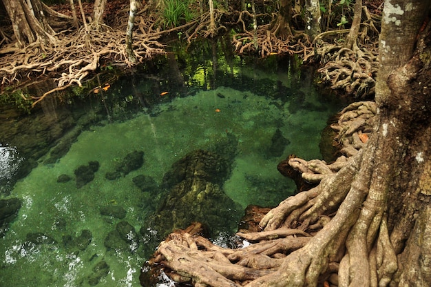 Transparent water of wild tropical pond or river. From above clear water with mangrove trees roots.