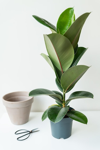 Transplantation of elastic ficus rubber fig in the home interior Home decor and gardening concept