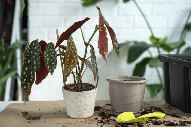 Transplanting a home plant Begonia maculata into a pot with a face A woman plants a stalk with roots in a new soil Caring for a potted plant hands closeup