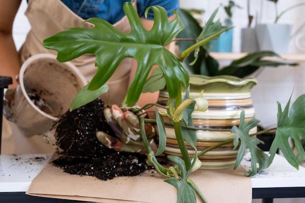 Transplanting a home plant Philodendron into a new pot A woman plants a stalk with roots in a new soil Caring and reproduction for a potted plant hands closeup