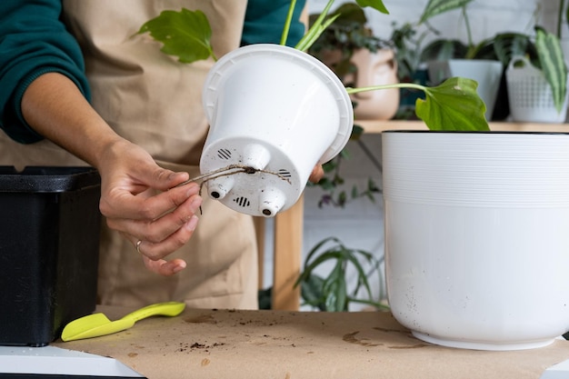 Transplanting a home plant Philodendron into a new pot A woman plants a stalk with roots in a new soil Caring and reproduction for a potted plant hands closeup