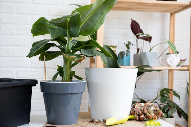 Transplanting a home potted plant banana palm Musa into a pot with automatic watering Replant