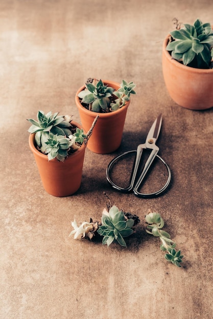 Transplanting houseplants caring for succulents Green plants in pots