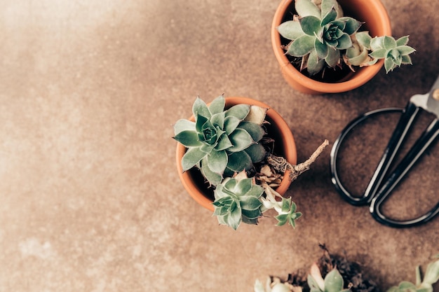 Transplanting houseplants caring for succulents Green plants in pots