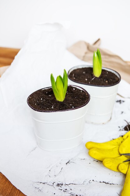 Transplanting hyacinth bulbs into pots gardening tools lie in the background yellow gloves Gardening concept