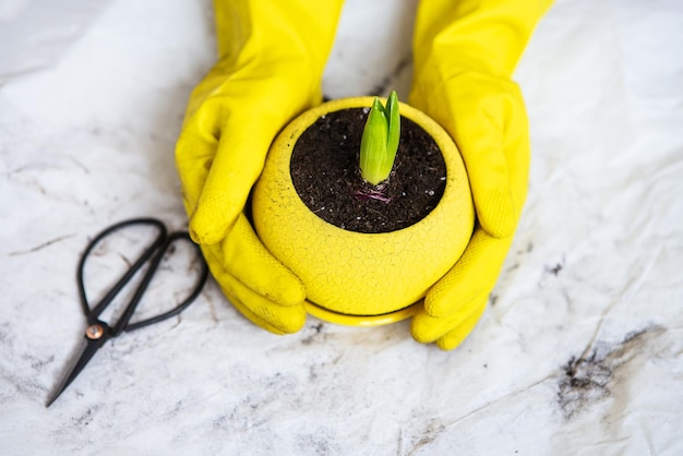 Transplanting hyacinth bulbs into a yellow pot gardening tools lie on the background yellow gloves