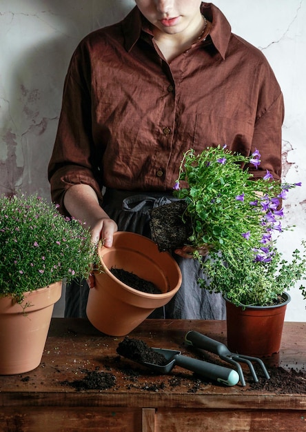 Transplanting indoor and garden plants into ceramic pots thyme bluebells gerbera young woman hands Vintage wooden concept